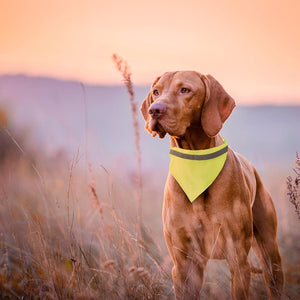 Collare Bandana Bipols giallo - personalizzabile con logo