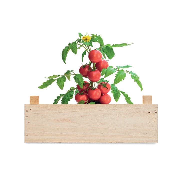 Kit di semi di pomodor beige - personalizzabile con logo