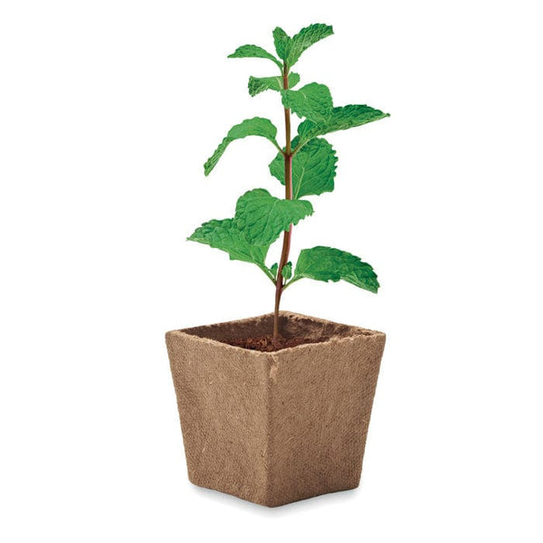 Kit per semi di menta beige - personalizzabile con logo