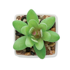 Mini pianta artificiale graptopetalum paraguayense Bianco - personalizzabile con logo