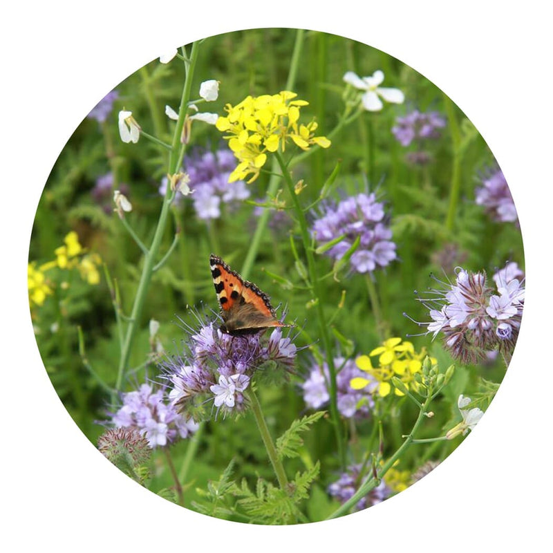 Sacchetti di semi di fiori per api e farfalle da 4 grammi Marrone - personalizzabile con logo