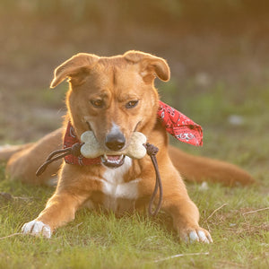 Teether per Animali Salmer - personalizzabile con logo